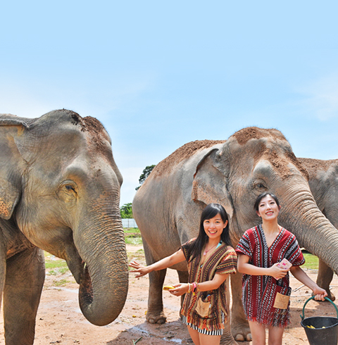 태국 파타야여행 코끼리 정글 생츄어리(오전/오후) 투어 (픽업/샌딩 포함)