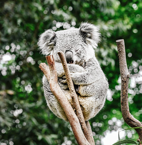 호주 시드니 페더데일 야생 동물원 입장권